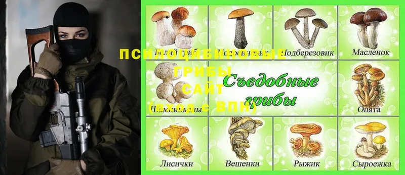 мега ссылки  наркотики  Зубцов  Псилоцибиновые грибы Cubensis 